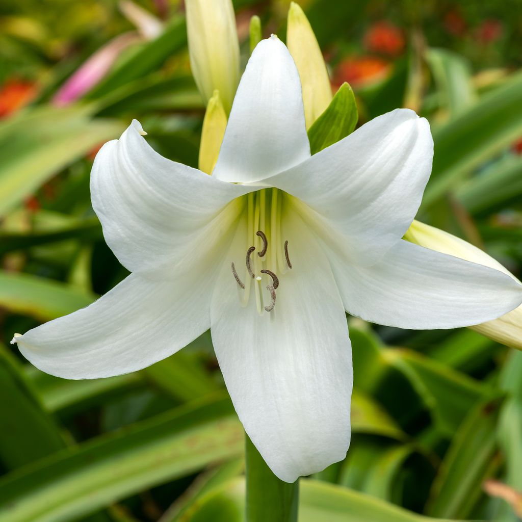 Crinum powellii Blanc