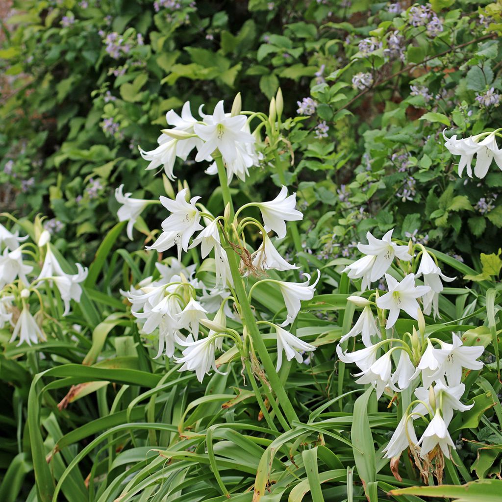 Crinum powellii Blanc