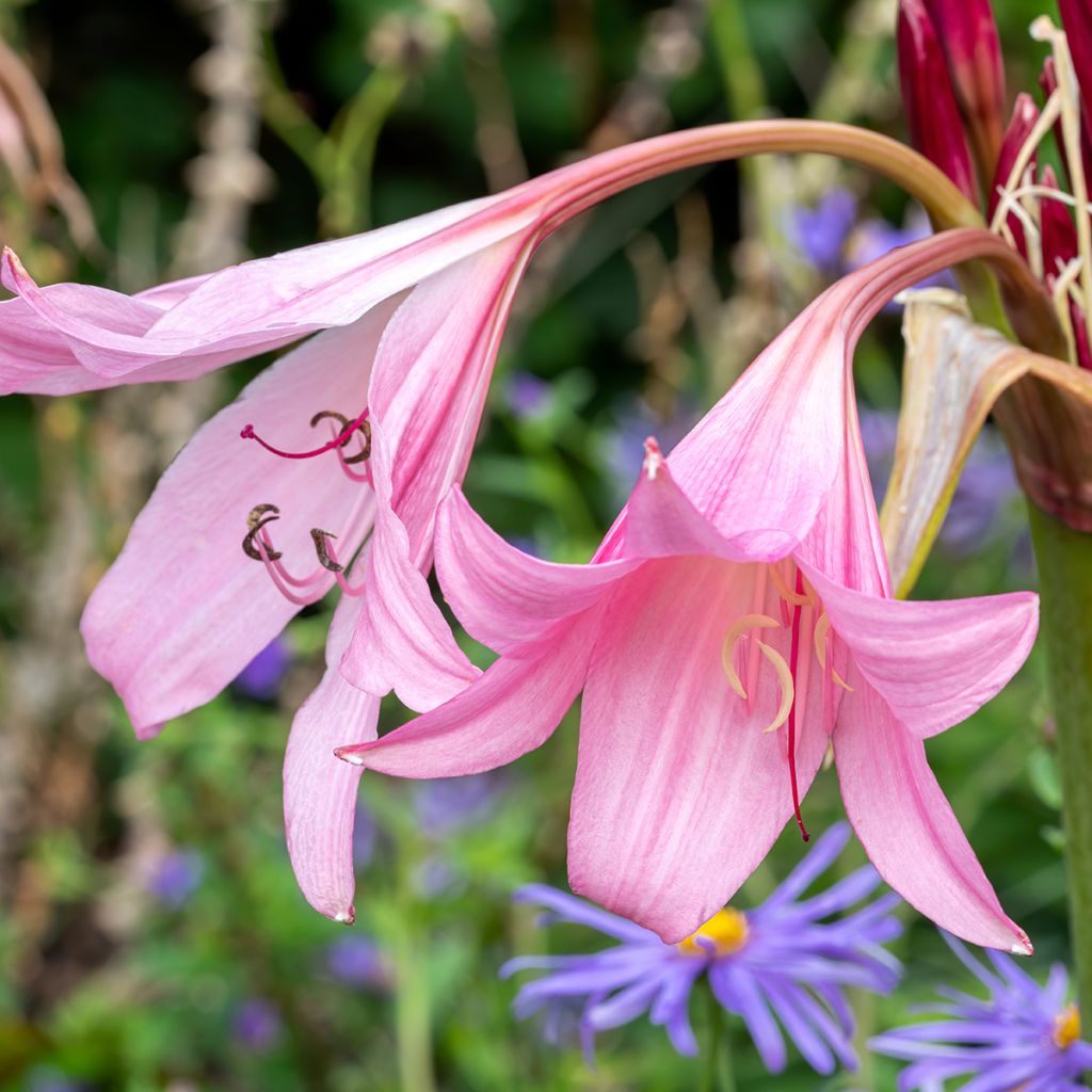 Crinum Powellii Rosea - Crinole de Powell Rose