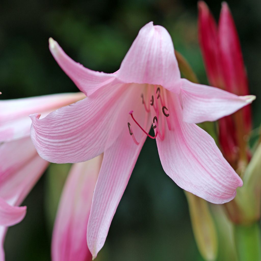 Crinum Powellii Rosea - Crinole de Powell Rose