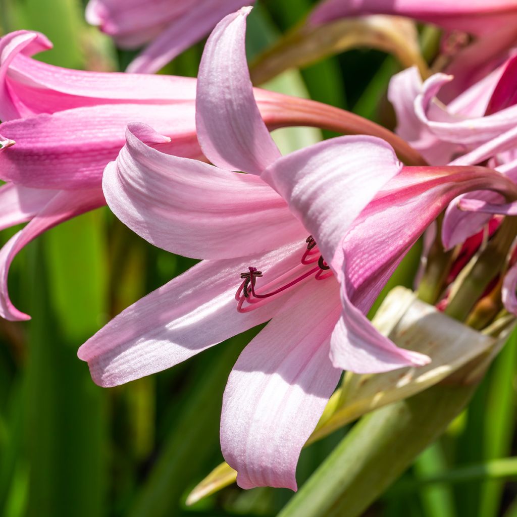 Crinum Powellii Rosea - Crinole de Powell Rose