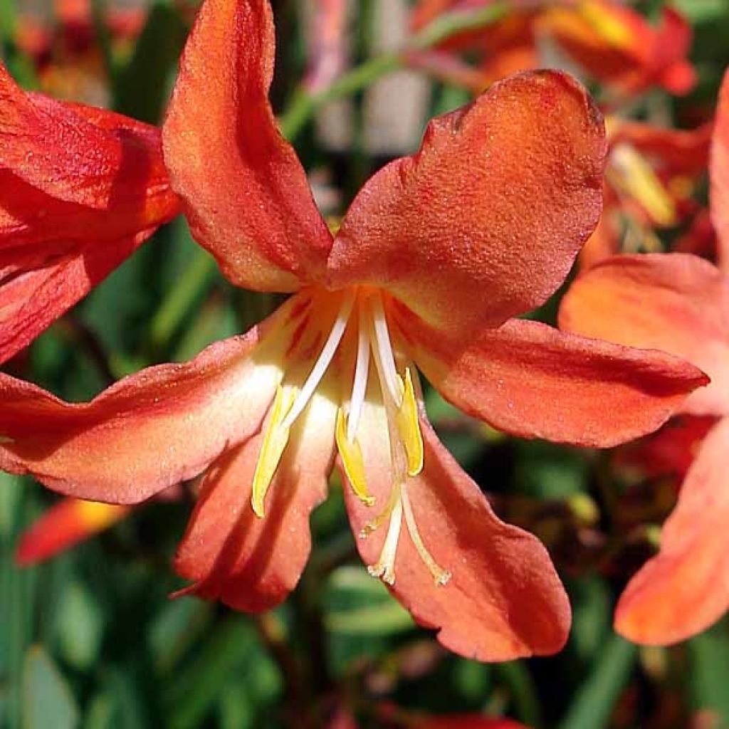 Crocosmia ou montbretia Carmen Brillant