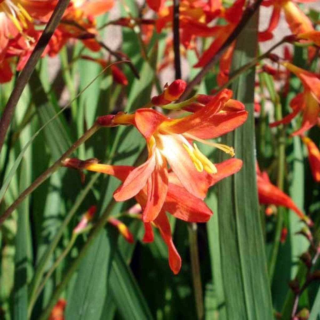 Crocosmia ou montbretia Carmen Brillant