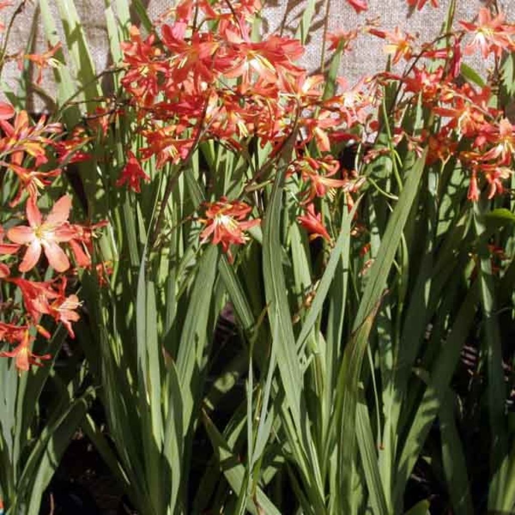 Crocosmia ou montbretia Carmen Brillant