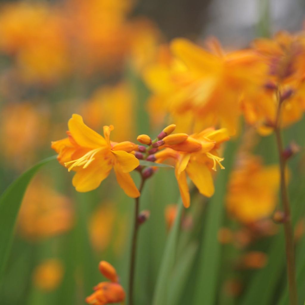 Crocosmia Columbus - Montbretia jaune d'or griffé de rouge-orangé