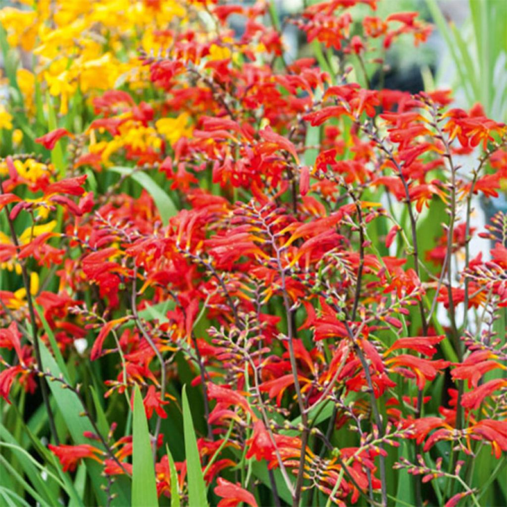 Crocosmia Emberglow, Montbretia