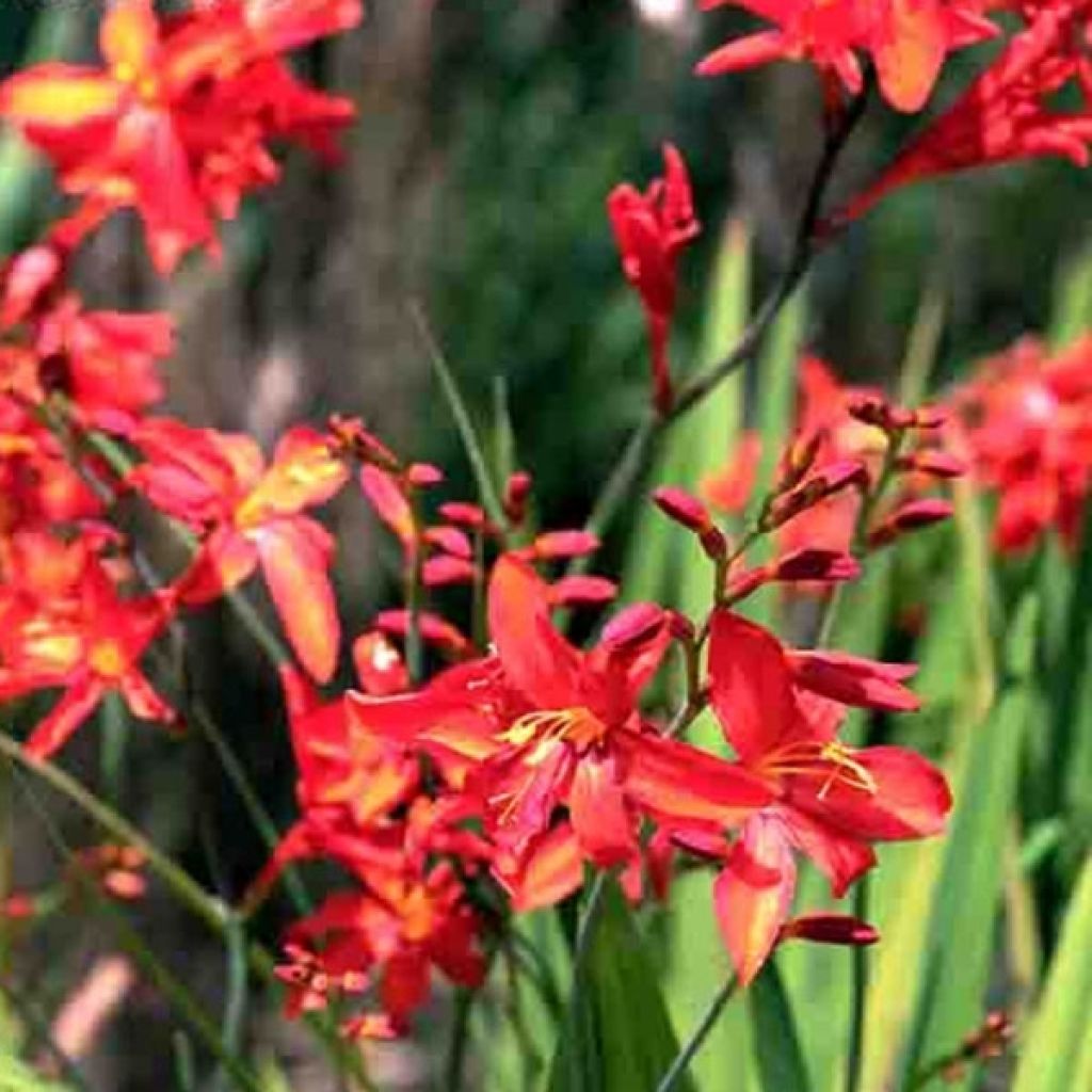 Crocosmia ou Montbretia crocosmiiflora Zeal Tan