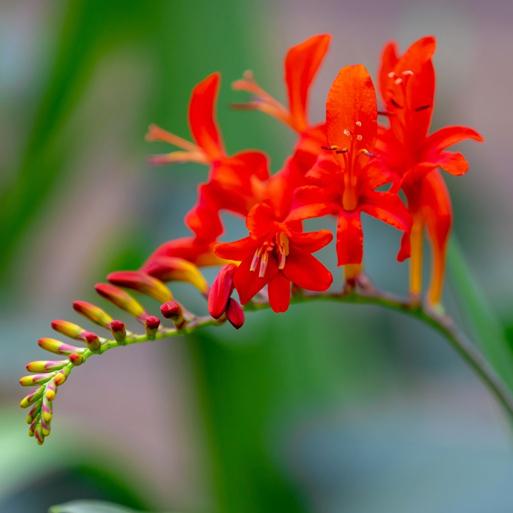 Crocosmia Lucifer - Montbretia rouge écarlate