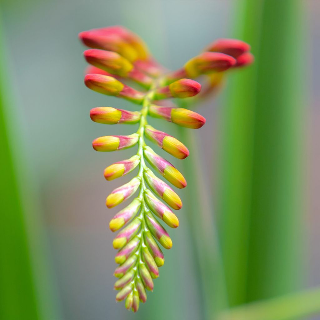 Crocosmia Lucifer - Montbretia rouge écarlate