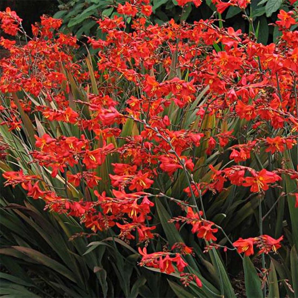 Crocosmia hybride Saracen - Montbretia rouge-orangé et jaune.