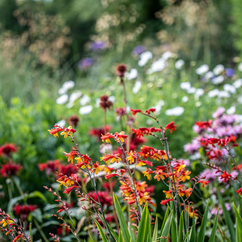 Crocosmia ou montbretia Fire King