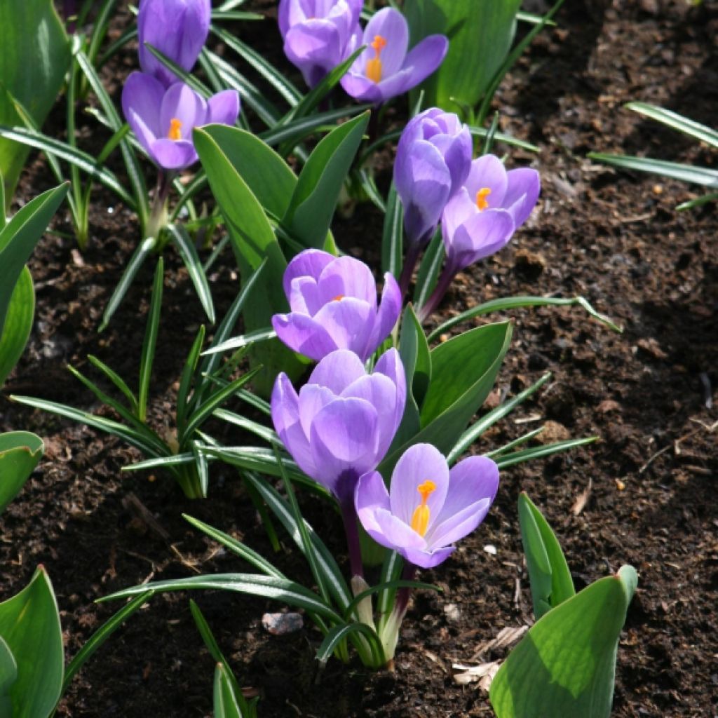 Crocus Mammouth Grand Maître