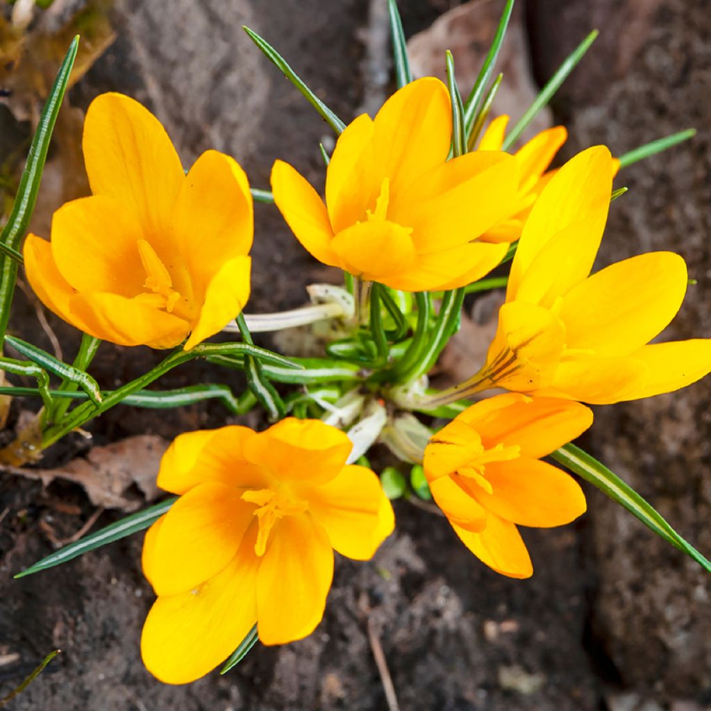 Crocus Mammouth Grand Jaune (Golden Yellow)