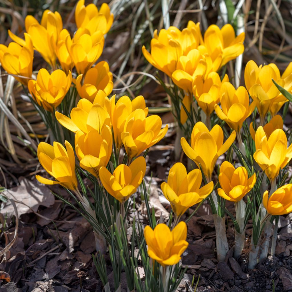 Crocus Mammouth Grand Jaune (Golden Yellow)