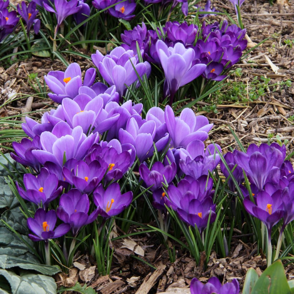 Crocus Mammouth Grand Maître