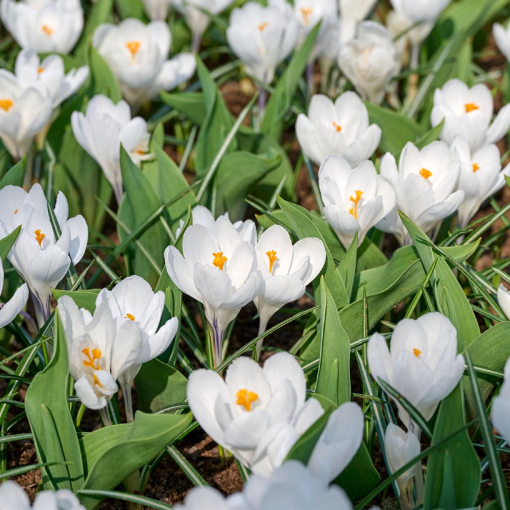 Crocus Mammouth Jeanne d'Arc