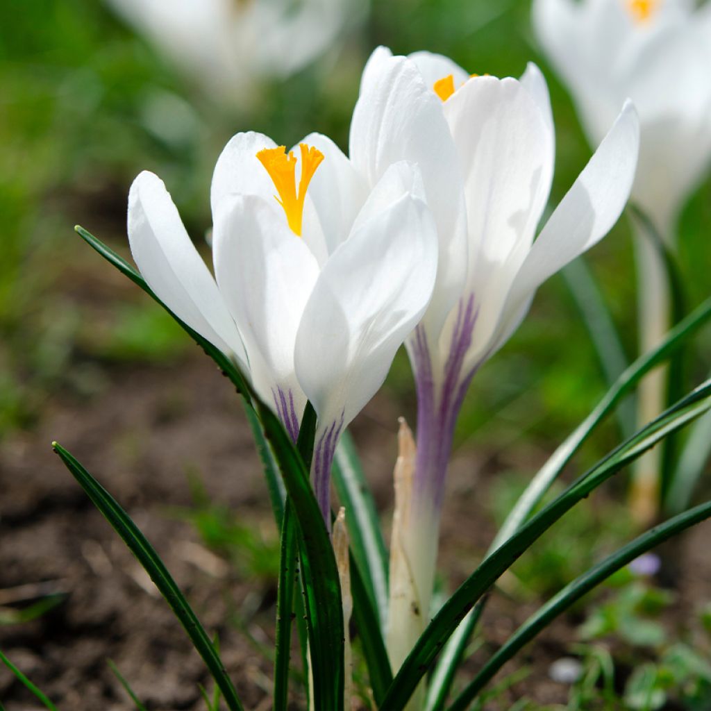 Crocus Mammouth Jeanne d'Arc