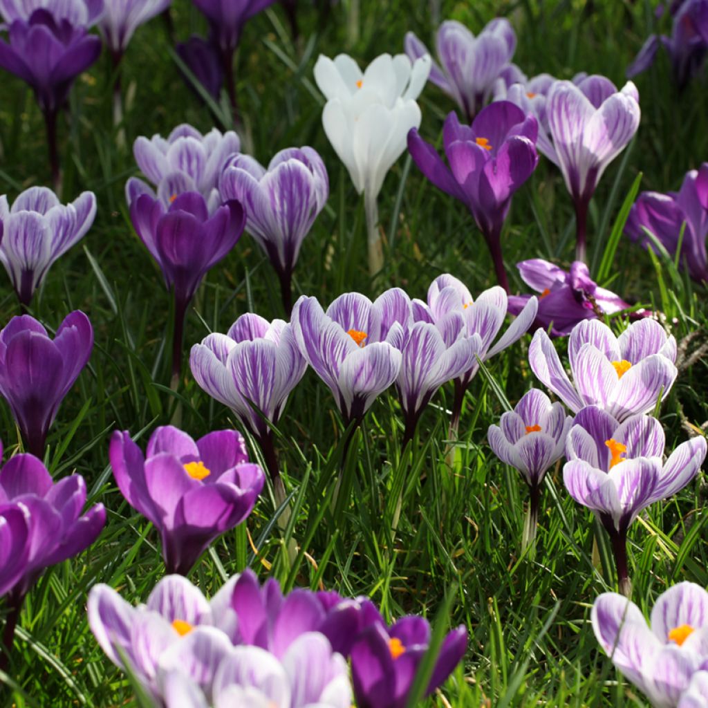 Crocus Mammouth Pickwick