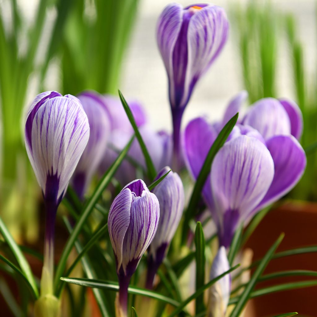 Crocus Mammouth Pickwick