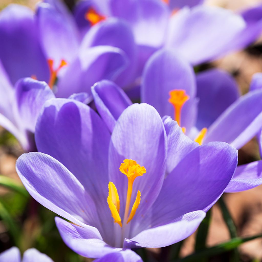 Crocus Mammouth Remembrance