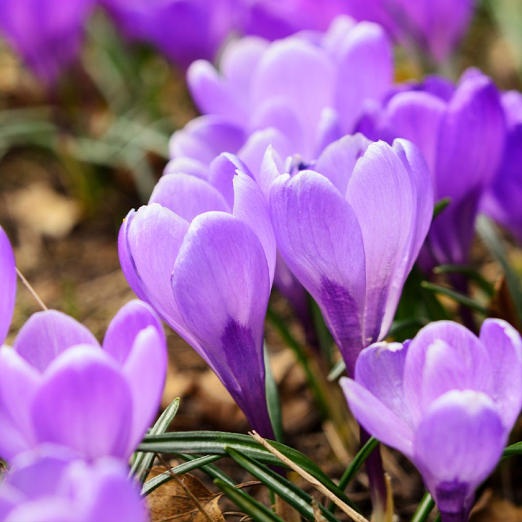 Crocus Mammouth Remembrance