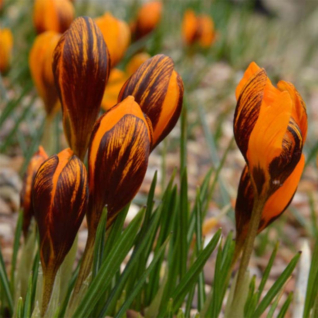 Crocus Orange Monarch