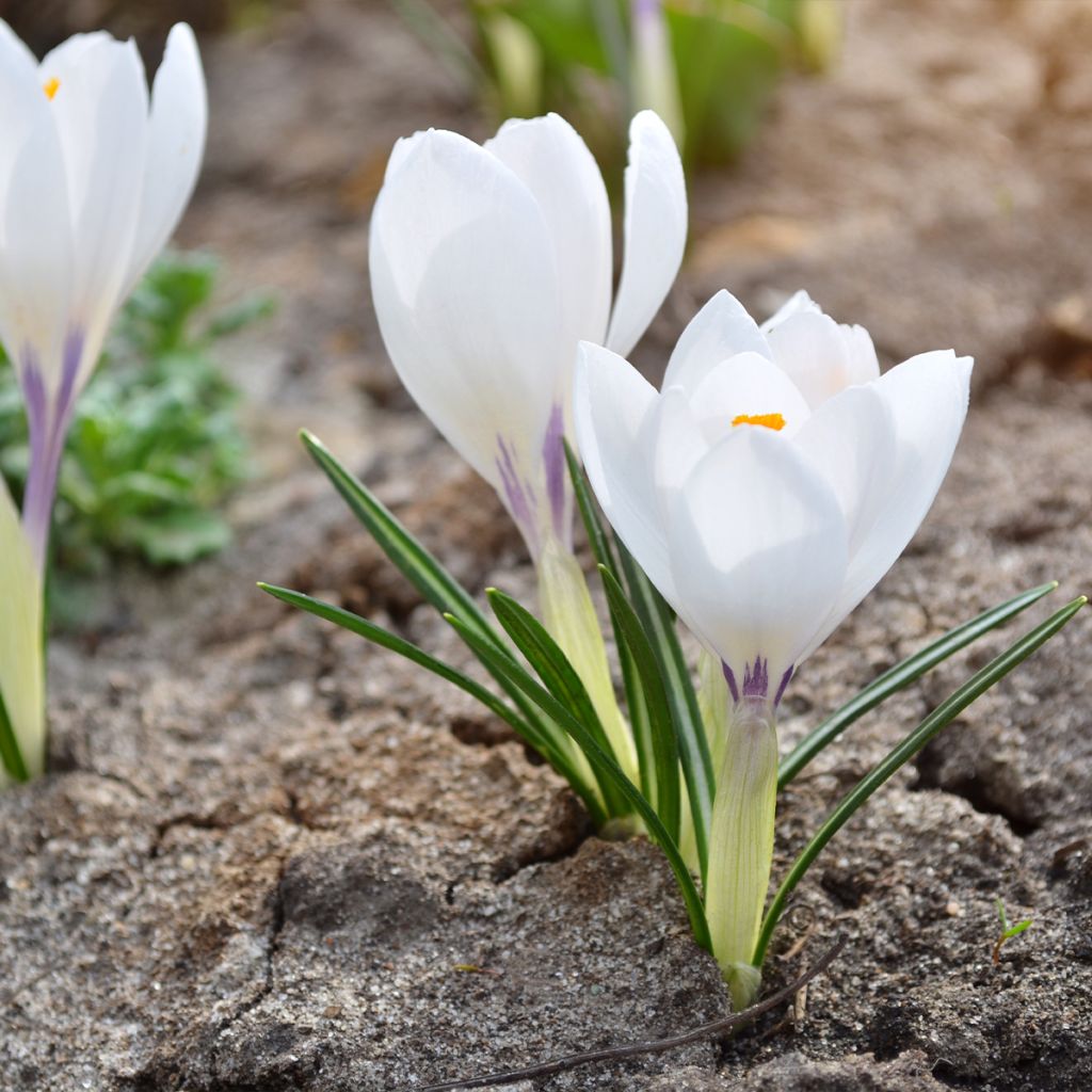 Crocus Silver Coral