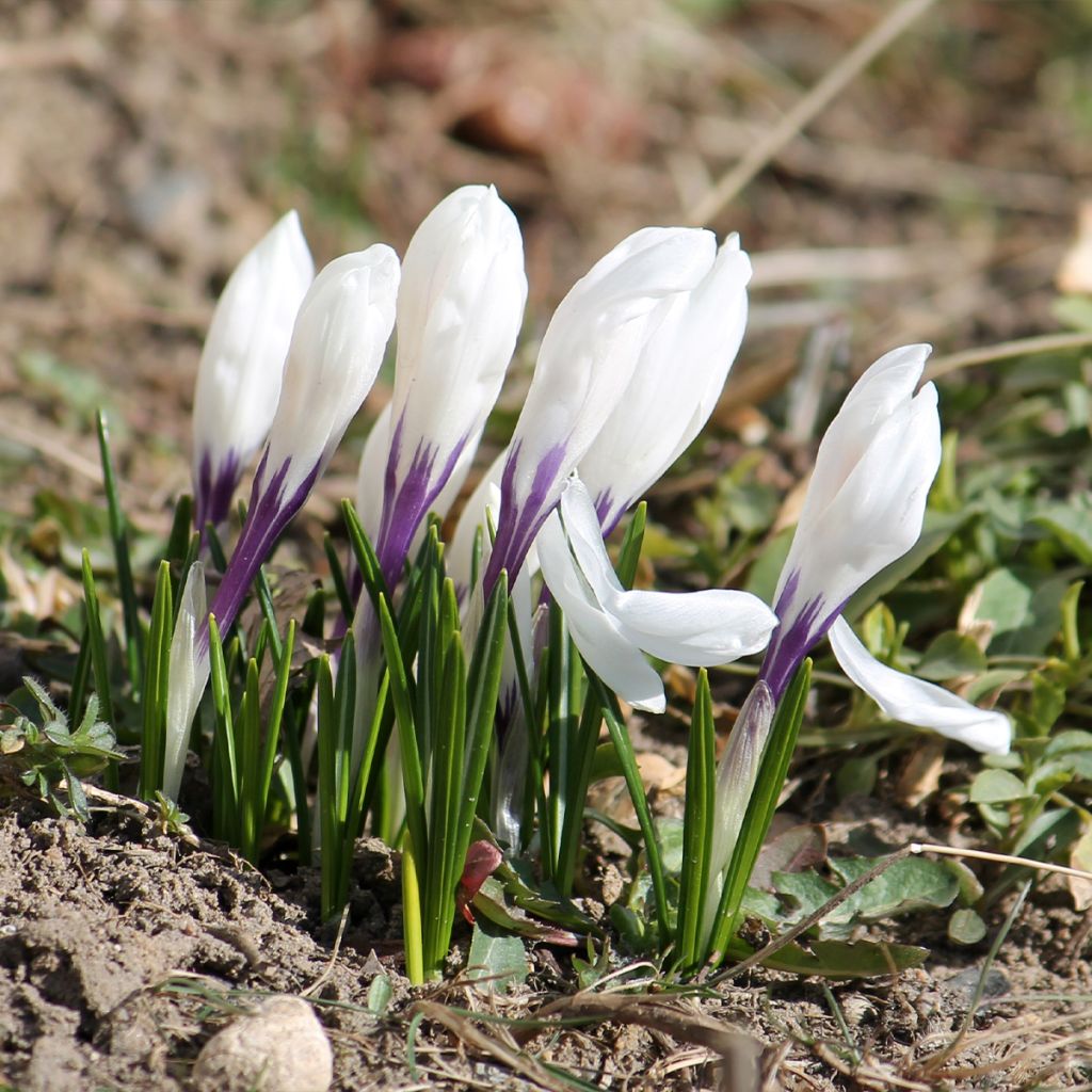 Crocus Silver Coral