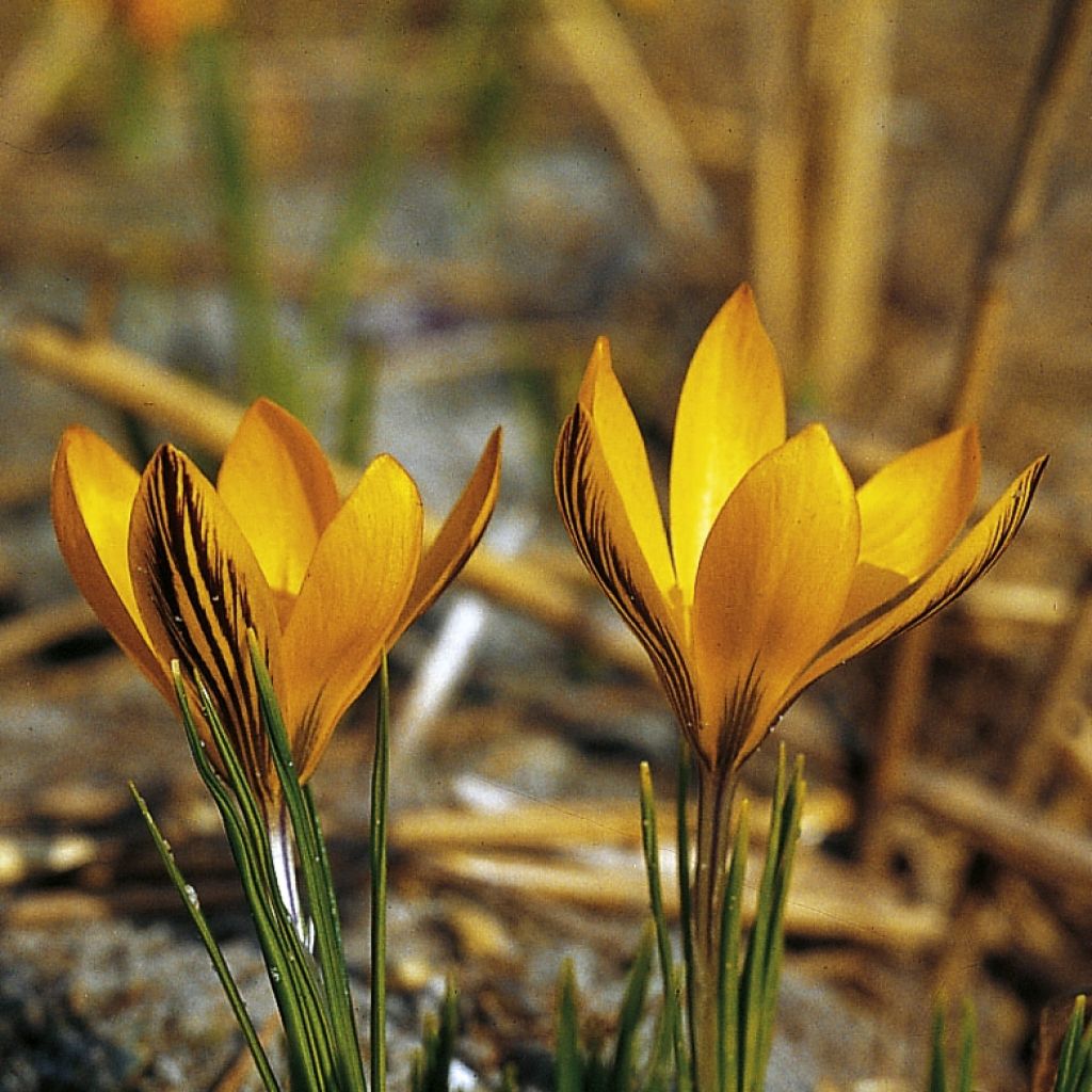 Crocus Stellaris