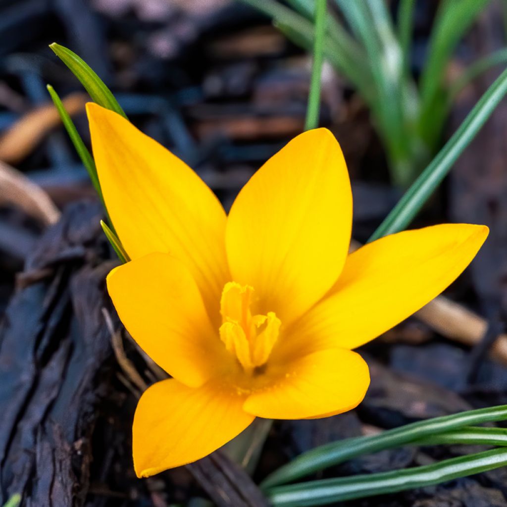 Crocus ancyrensis Golden Bunch