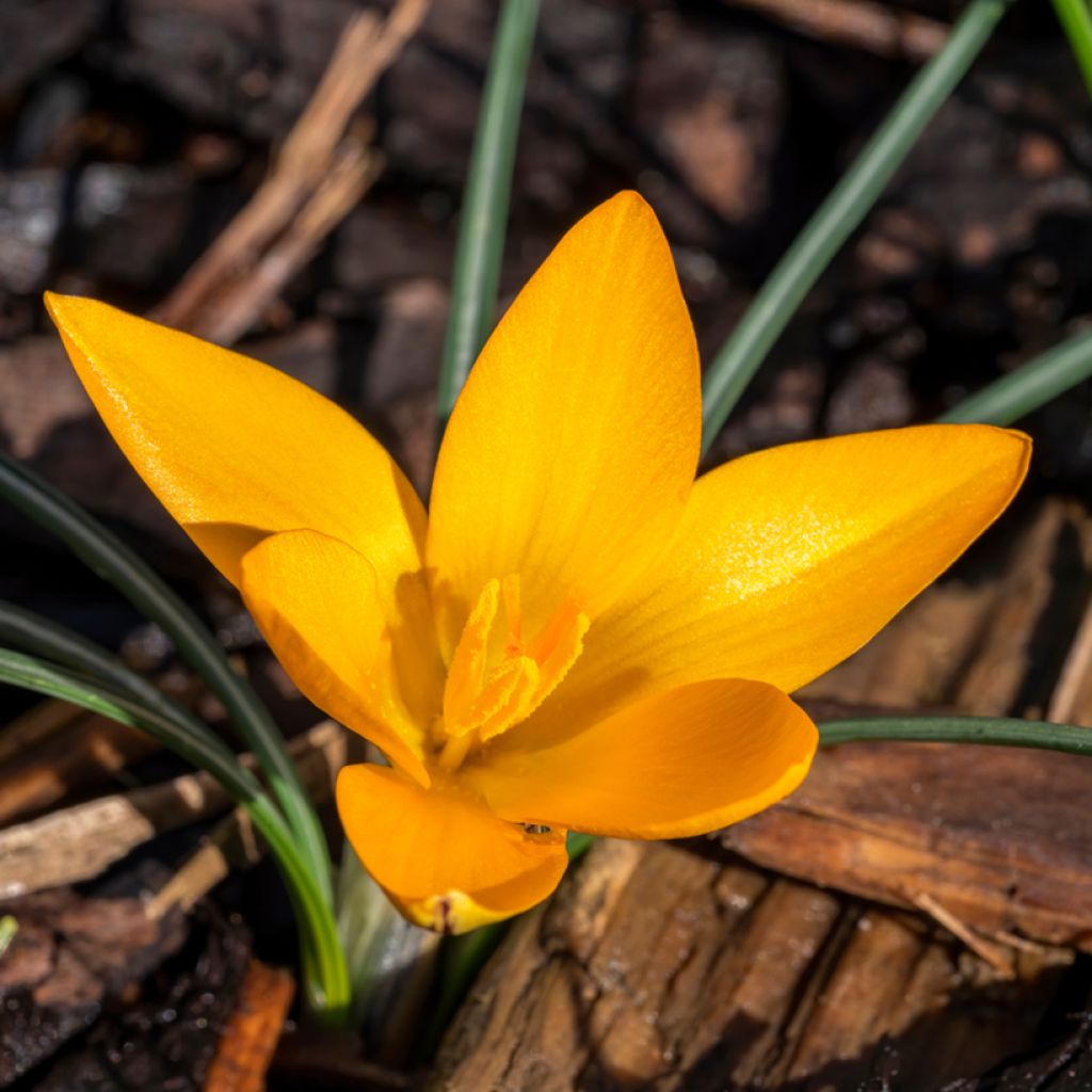 Crocus ancyrensis Golden Bunch