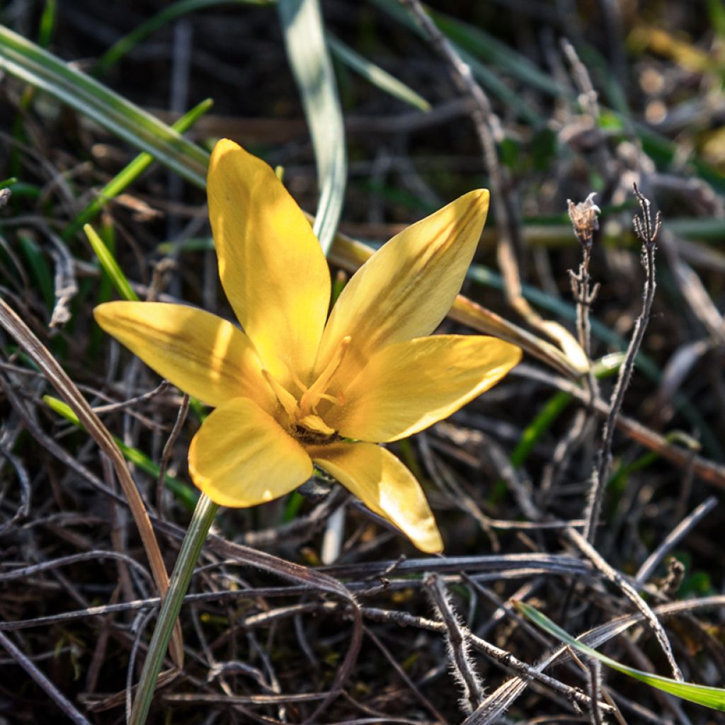 Crocus angustifolius