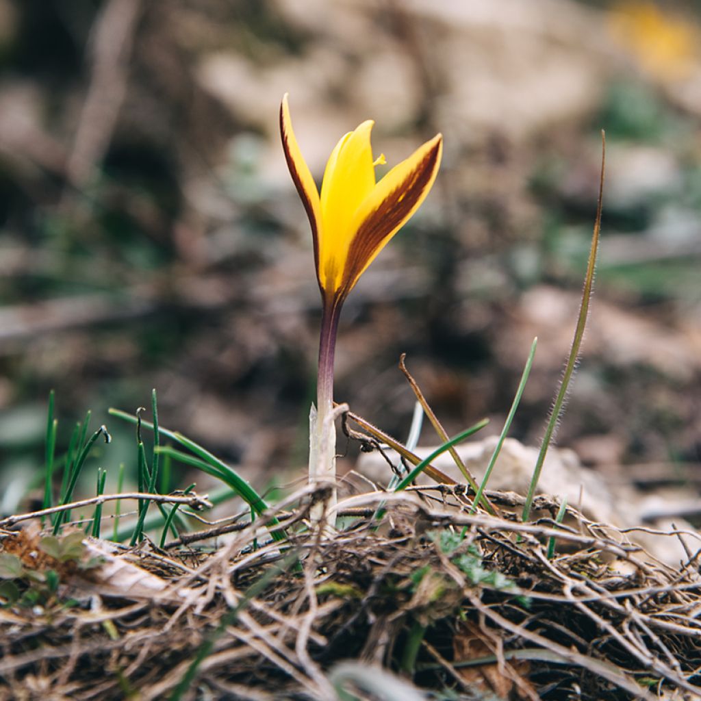 Crocus angustifolius