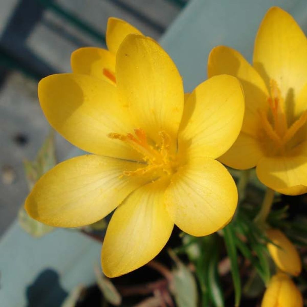 Crocus Ancyrensis