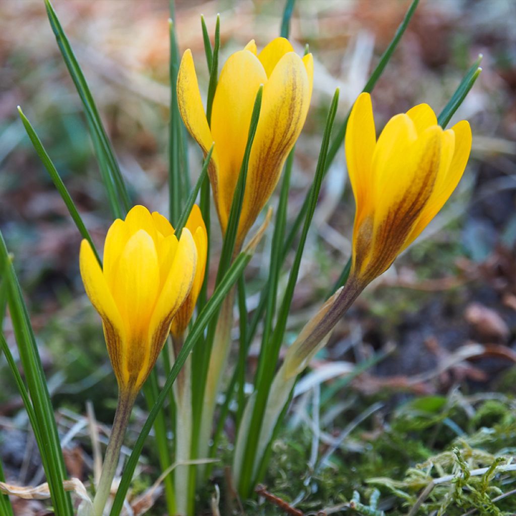 Crocus chrysanthus Fuscotinctus