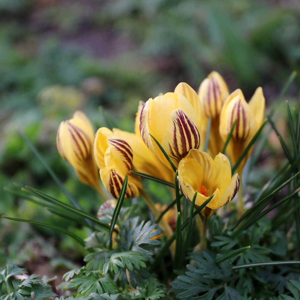 Crocus chrysanthus Gipsy Girl