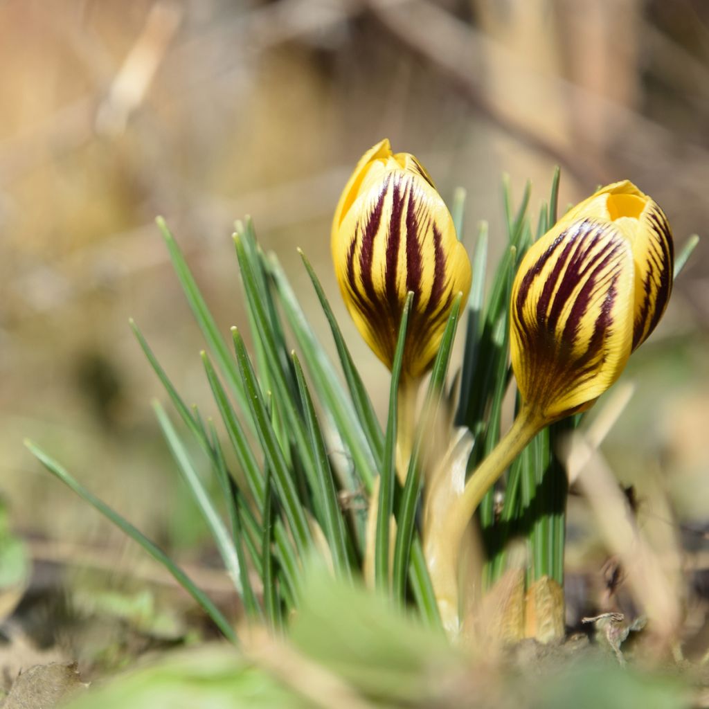 Crocus chrysanthus Gipsy Girl