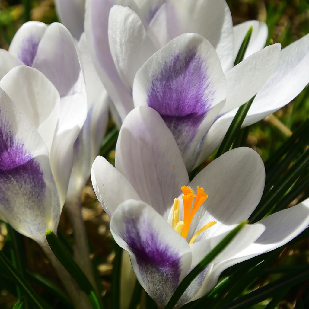 Crocus Prins Claus