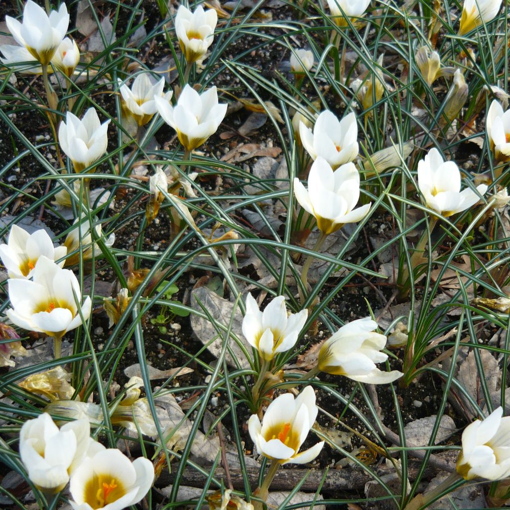 Crocus chrysanthus Snowbunting - Crocus doré