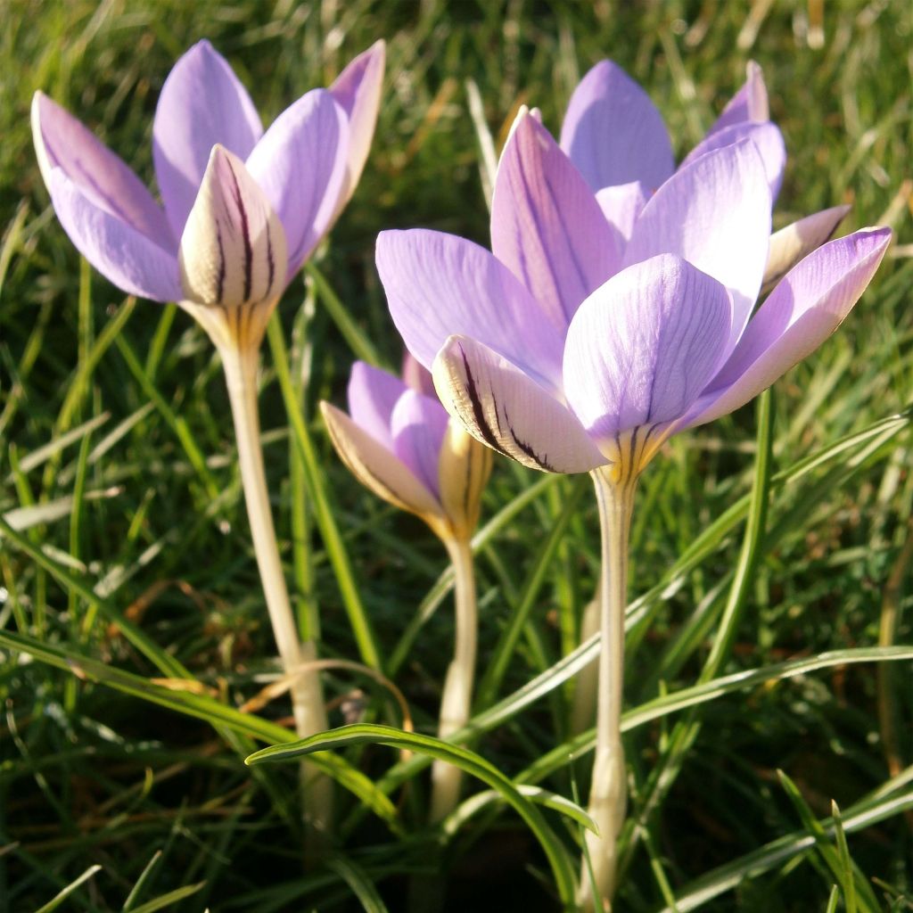 Crocus imperati De Jager