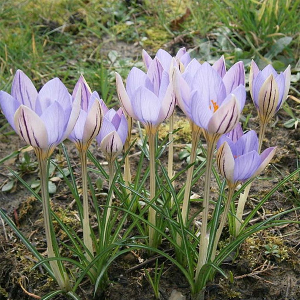 Crocus imperati De Jager