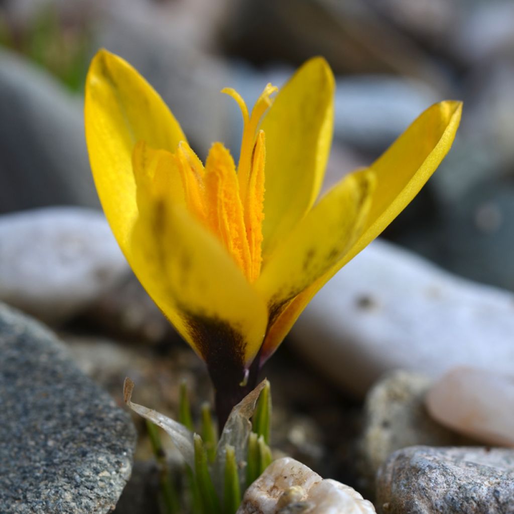 Crocus korolkowii