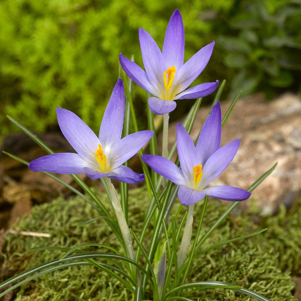 Crocus kosaninii April View