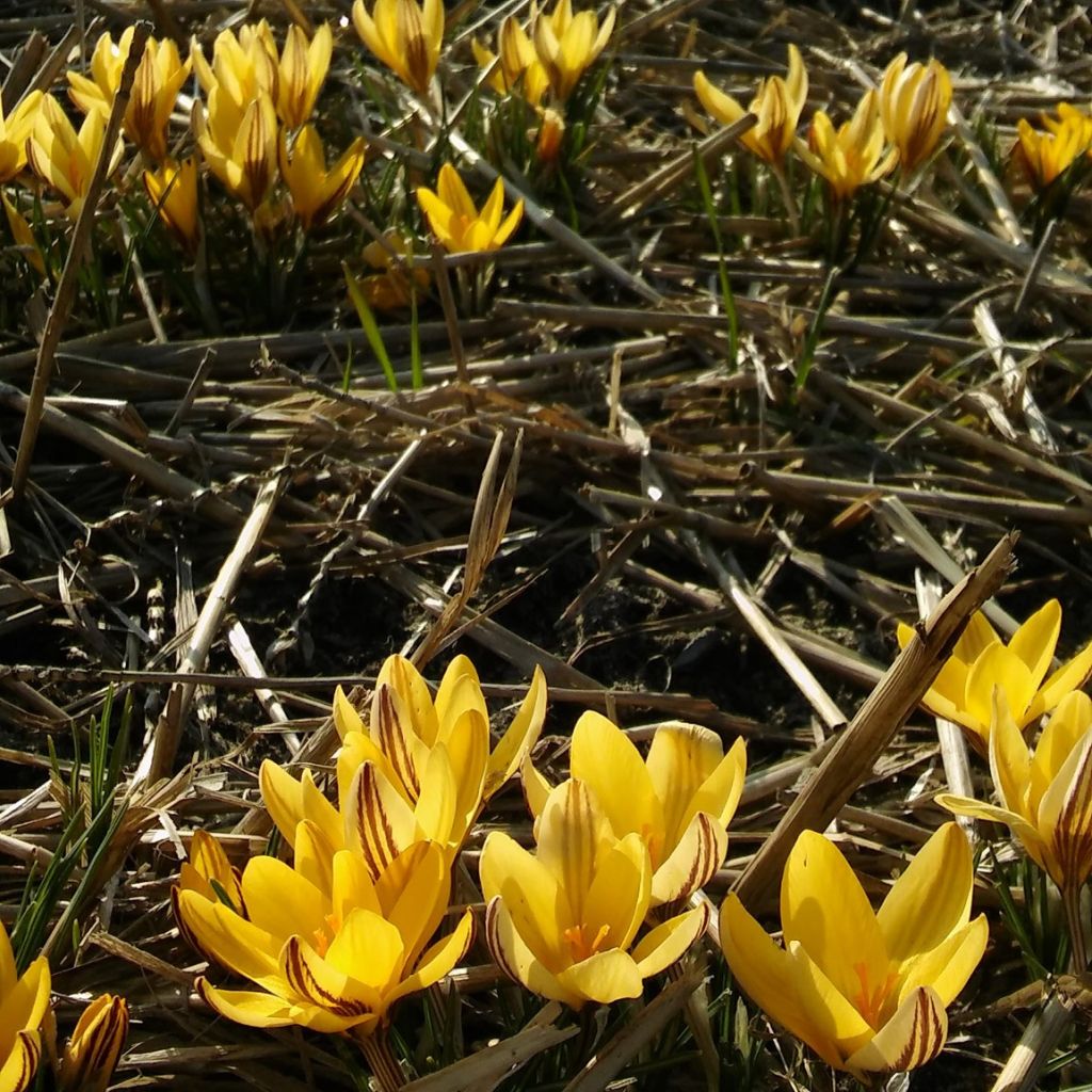 Crocus leonidii Litlle Amber