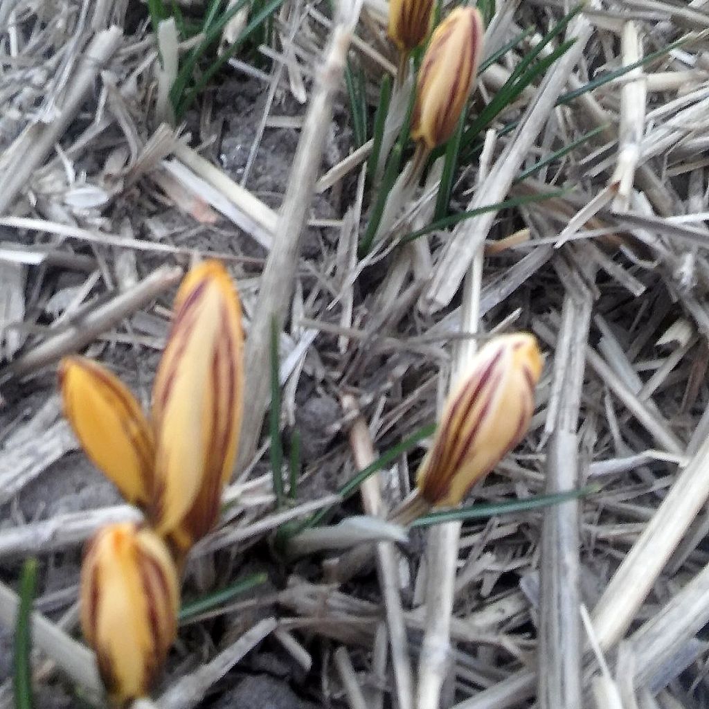 Crocus leonidii Litlle Amber