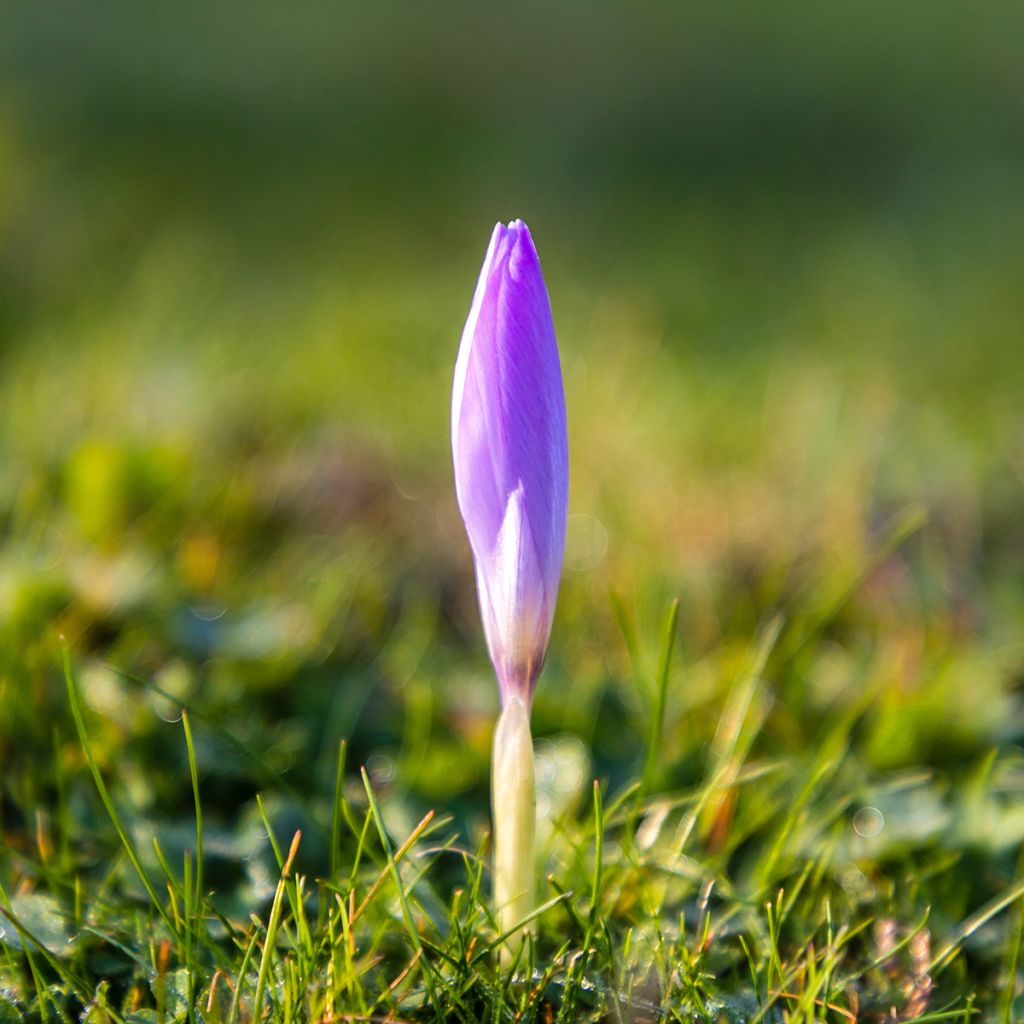 Crocus ligusticus - Crocus d'automne