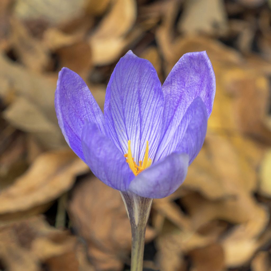 Crocus ligusticus - Crocus d'automne