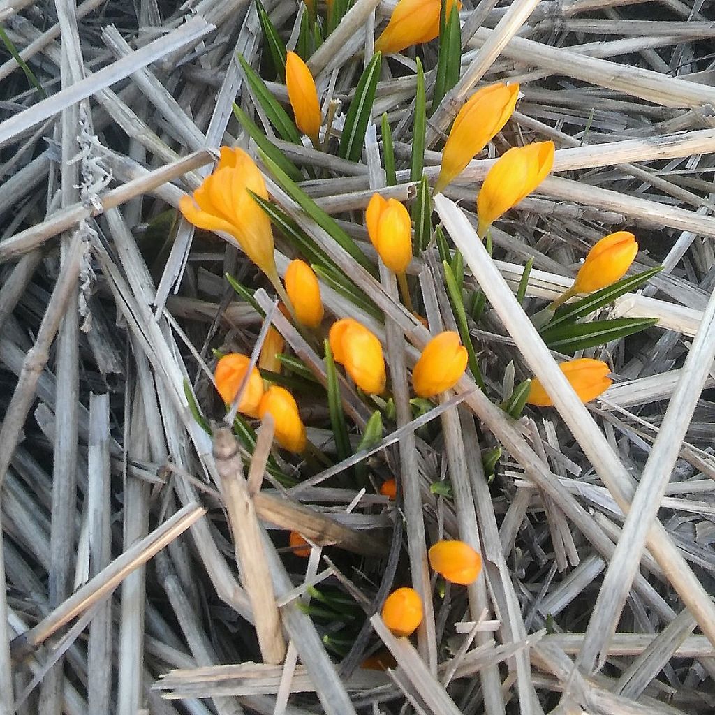 Crocus olivieri ssp olivieri