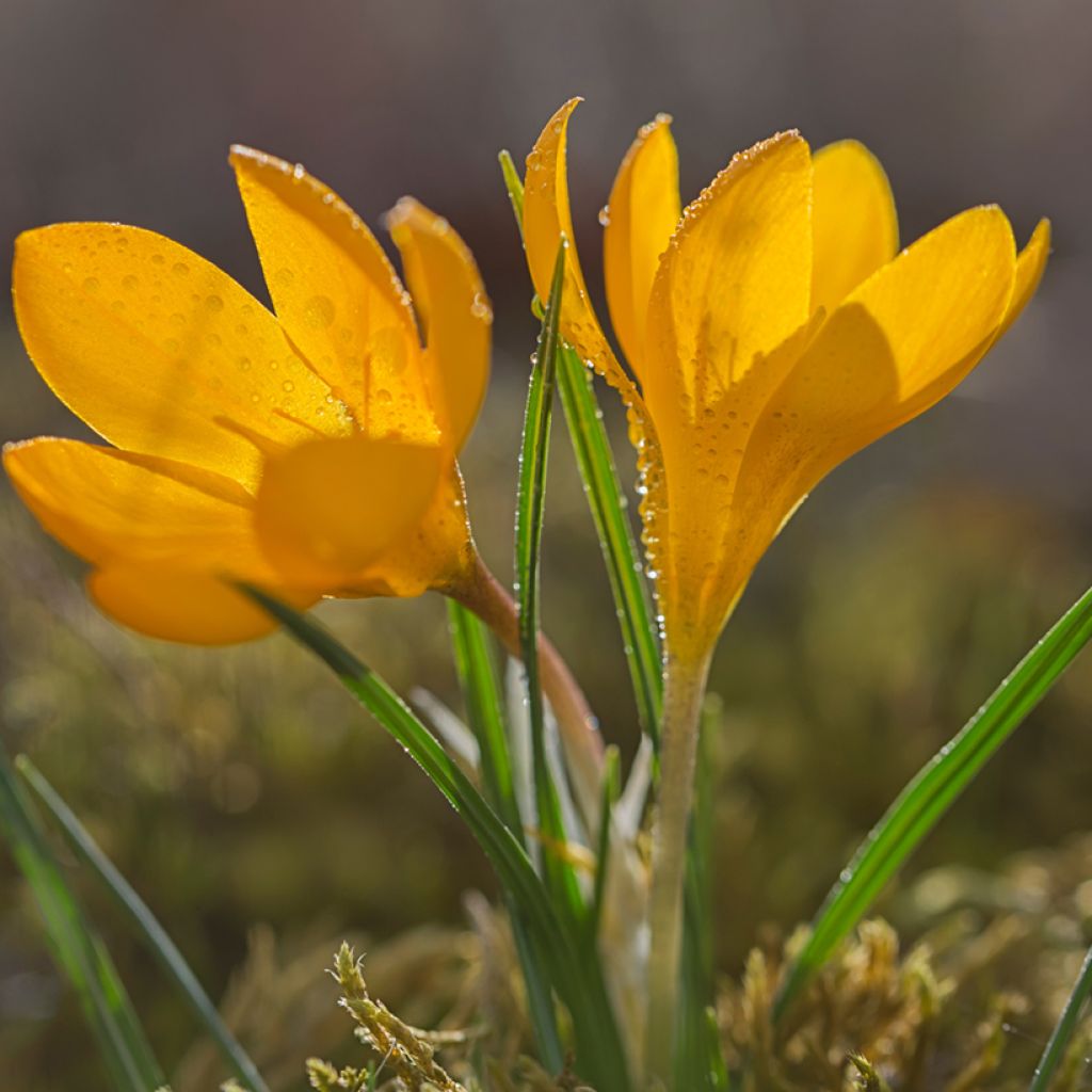 Crocus olivieri ssp olivieri