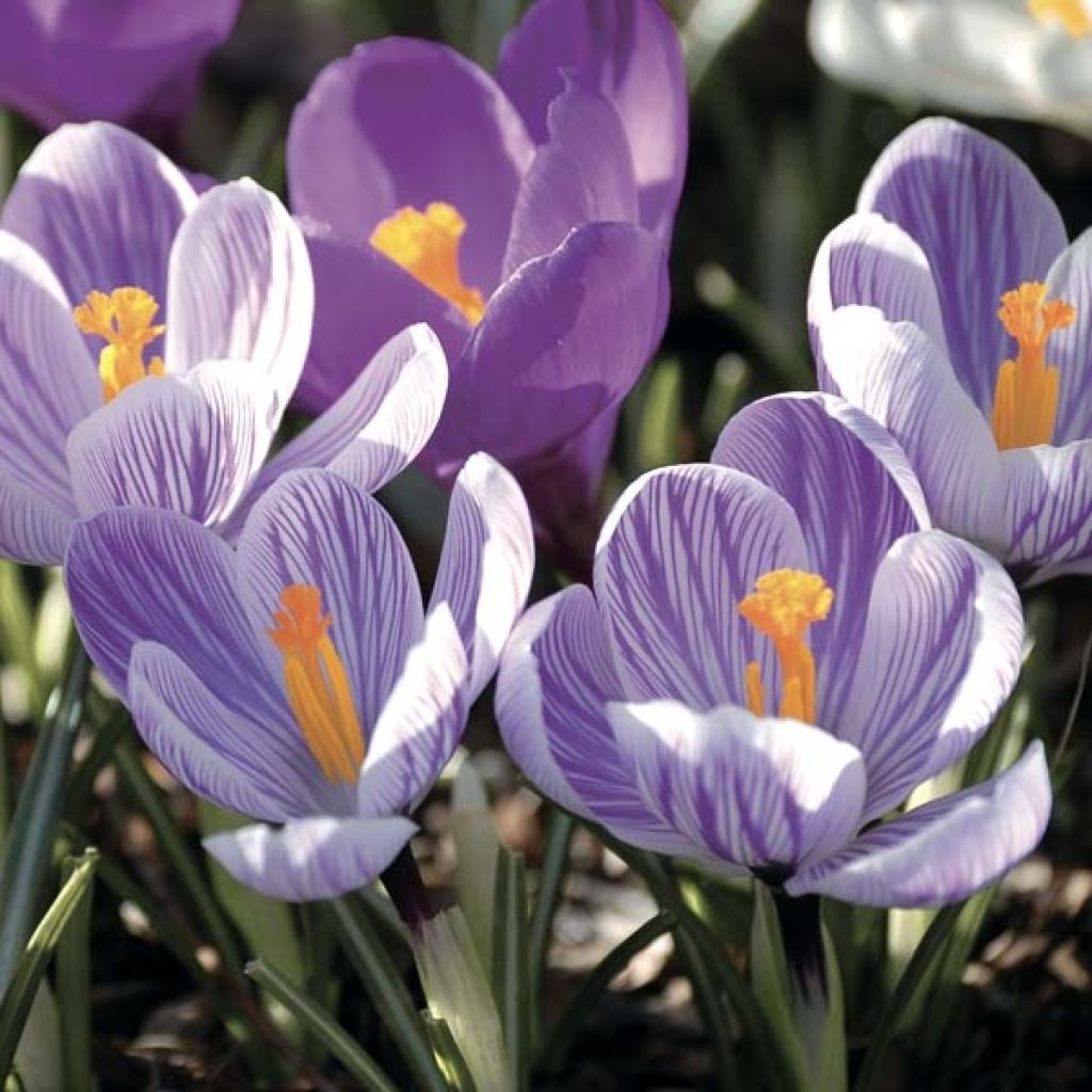 Crocus Mammouth Pickwick